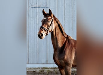 Württemberger, Stute, 6 Jahre, 166 cm, Brauner