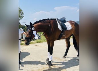 Württemberger, Stute, 6 Jahre, 174 cm, Brauner