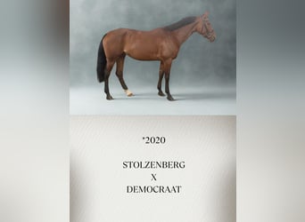 Württemberger, Stute, 6 Jahre, Brauner