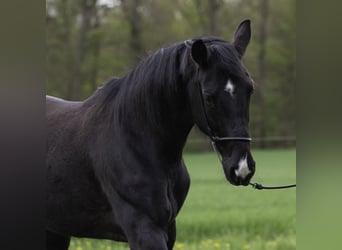 Württemberger, Stute, 7 Jahre, 162 cm, Rappe