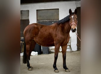 Württemberger, Stute, 7 Jahre, 163 cm, Brauner