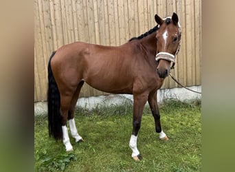 Württemberger, Stute, 7 Jahre, 165 cm, Brauner