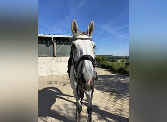 Württemberger, Stute, 7 Jahre, 173 cm, Schimmel