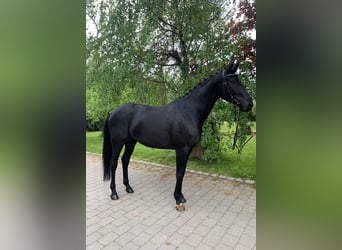 Württemberger, Stute, 8 Jahre, 164 cm