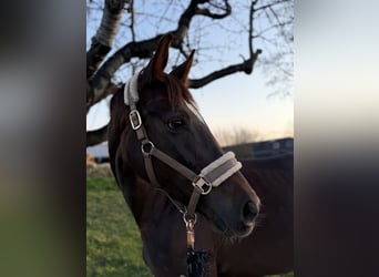 Württemberger, Stute, 8 Jahre, 165 cm, Dunkelfuchs