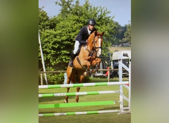 Württemberger, Stute, 8 Jahre, 168 cm, Fuchs