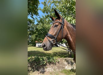 Württemberger, Stute, 8 Jahre, 180 cm, Brauner