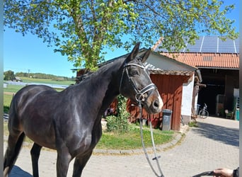 Württemberger, Stute, 9 Jahre, 169 cm, Brauner