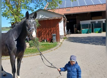Württemberger, Stute, 9 Jahre, 169 cm, Brauner