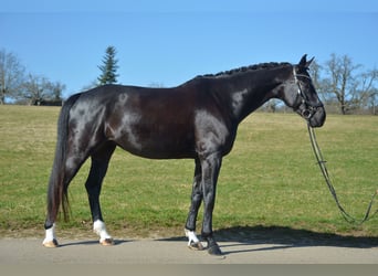 Württemberger, Stute, 9 Jahre, 172 cm, Rappe