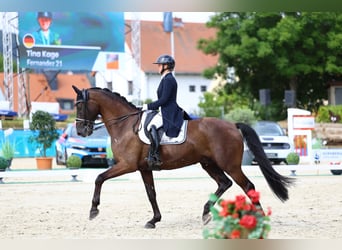 Württemberger, Wallach, 10 Jahre, 175 cm, Rappe