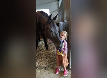 Württemberger, Wallach, 10 Jahre, 175 cm, Rappe
