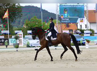 Württemberger, Wallach, 11 Jahre, 175 cm, Rappe