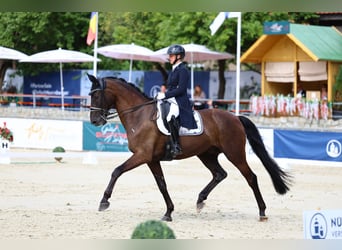 Württemberger, Wallach, 11 Jahre, 175 cm, Rappe