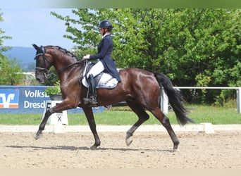 Württemberger, Wallach, 11 Jahre, 175 cm, Rappe