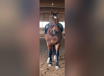Württemberger, Wallach, 12 Jahre, 172 cm, Dunkelbrauner