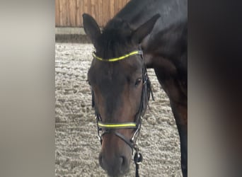 Württemberger, Wallach, 13 Jahre, 165 cm, Dunkelbrauner