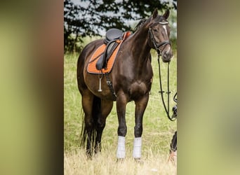 Württemberger, Wallach, 13 Jahre, 167 cm, Dunkelbrauner