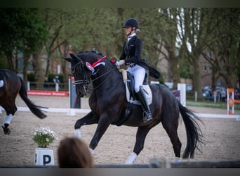 Württemberger, Wallach, 13 Jahre, 176 cm, Rappe