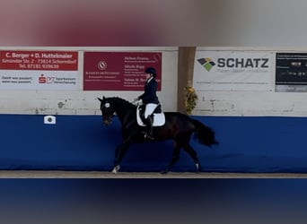 Württemberger, Wallach, 14 Jahre, 165 cm, Brauner