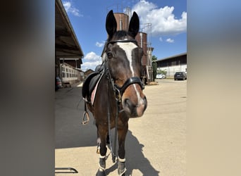 Württemberger, Wallach, 14 Jahre, 165 cm, Dunkelbrauner
