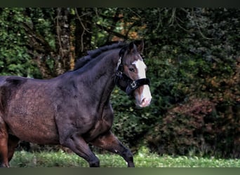 Württemberger, Wallach, 14 Jahre, 167 cm, Dunkelbrauner