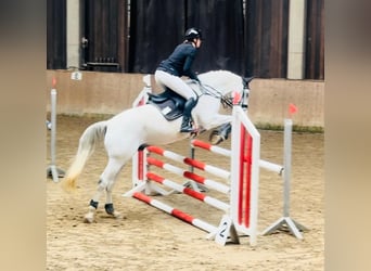 Württemberger, Wallach, 14 Jahre, 167 cm, Schimmel