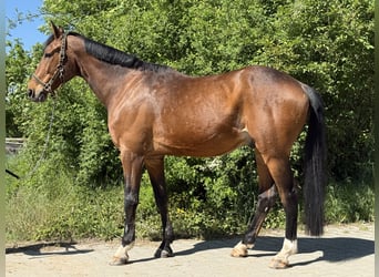 Württemberger, Wallach, 14 Jahre, 170 cm, Brauner