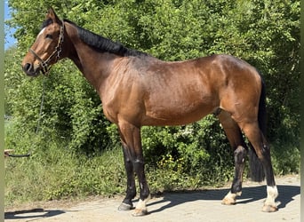 Württemberger, Wallach, 14 Jahre, 170 cm, Brauner