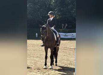 Württemberger, Wallach, 14 Jahre, 170 cm, Dunkelbrauner