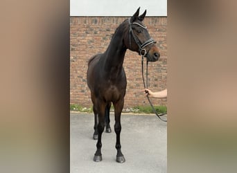 Württemberger, Wallach, 14 Jahre, 170 cm, Dunkelbrauner