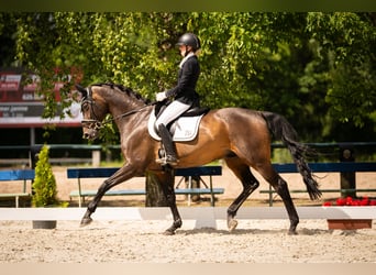 Württemberger, Wallach, 14 Jahre, 170 cm, Dunkelbrauner