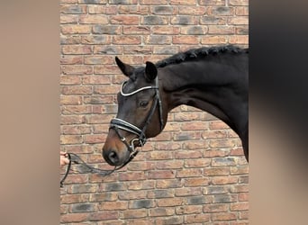 Württemberger, Wallach, 14 Jahre, 170 cm, Dunkelbrauner