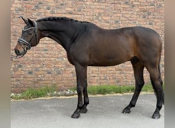 Württemberger, Wallach, 14 Jahre, 170 cm, Dunkelbrauner