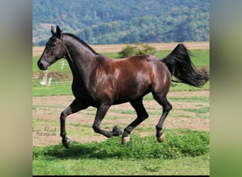 Württemberger, Wallach, 14 Jahre, 170 cm, Schwarzbrauner