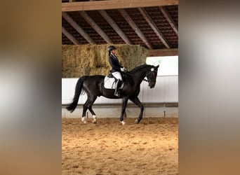 Württemberger, Wallach, 14 Jahre, 170 cm, Schwarzbrauner