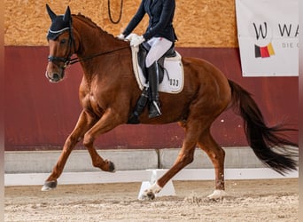 Württemberger, Wallach, 14 Jahre, 172 cm, Fuchs