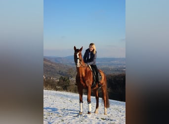 Württemberger, Wallach, 14 Jahre, 174 cm, Fuchs