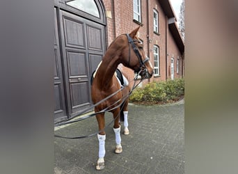 Württemberger, Wallach, 14 Jahre, 175 cm, Fuchs