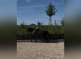 Württemberger, Wallach, 14 Jahre, 179 cm, Rappe
