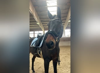 Württemberger, Wallach, 14 Jahre, Dunkelbrauner