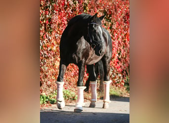 Württemberger, Wallach, 15 Jahre, 167 cm, Schwarzbrauner