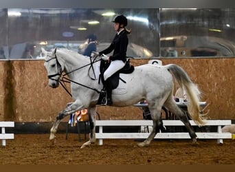 Württemberger, Wallach, 16 Jahre, 168 cm, Schimmel