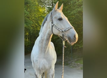 Württemberger, Wallach, 16 Jahre, 168 cm, Schimmel