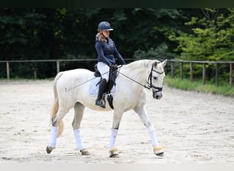 Württemberger, Wallach, 16 Jahre, 168 cm, Schimmel