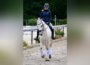 Württemberger, Wallach, 16 Jahre, 168 cm, Schimmel