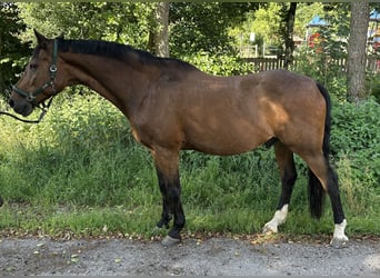 Württemberger, Wallach, 16 Jahre, 172 cm, Brauner