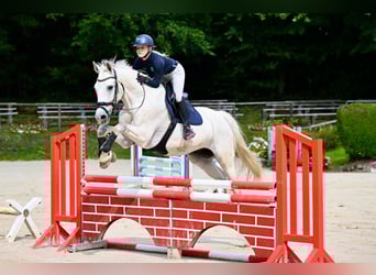 Württemberger, Wallach, 16 Jahre, 172 cm, Schimmel