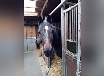 Württemberger, Wallach, 17 Jahre, 160 cm, Dunkelbrauner