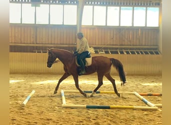 Württemberger, Wallach, 17 Jahre